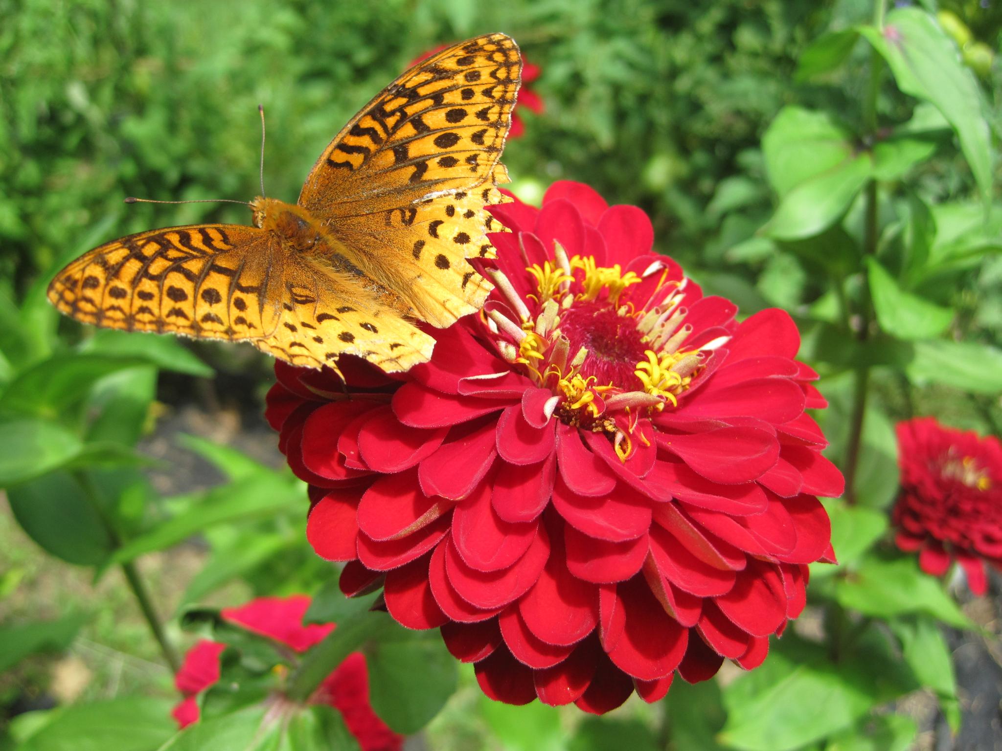 red zinnias with a butterfly